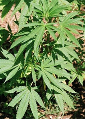 Hemp Plant High Germination Rate Garden Seeds